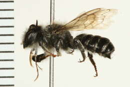 Image of Megachile nivalis Friese 1903