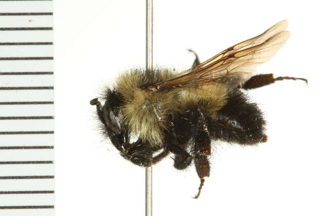 Image of Half-black Bumblebee