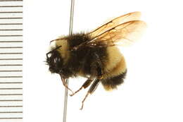 Image of Yellow-banded Bumblebee