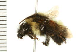 Image of Half-black Bumblebee