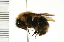 Sivun Bombus fernaldae (Franklin 1911) kuva