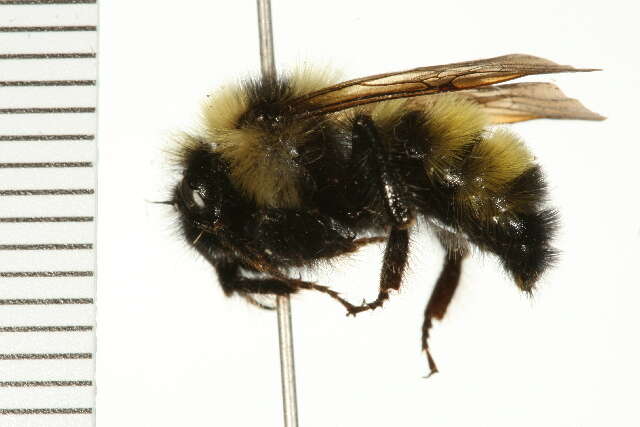 Image de Bombus insularis (Smith 1861)