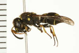 Image of Catskill Potter Wasp