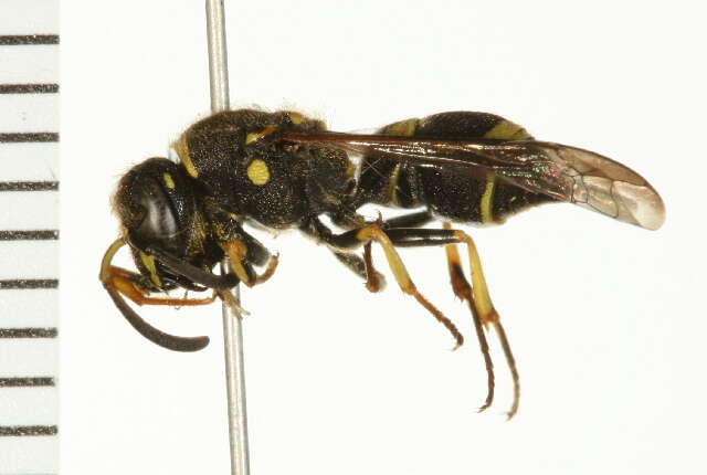 Image of Catskill Potter Wasp