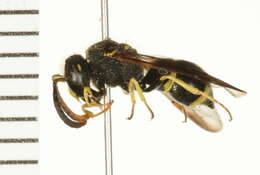 Image of Catskill Potter Wasp
