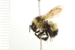 Image of Half-black Bumblebee