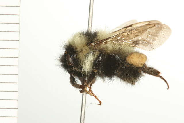 Image of Half-black Bumblebee