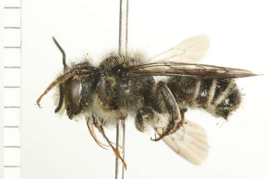 Image of Leafcutter bee