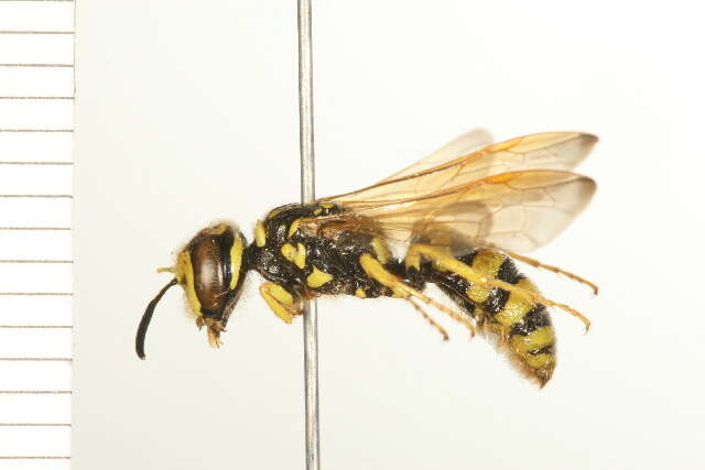 Image of Philanthus crabroniformis F. Smith 1856