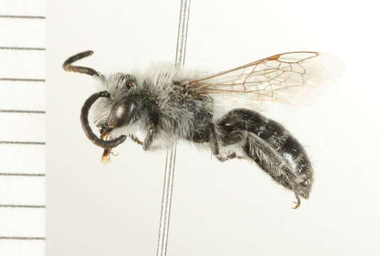 Image of Phacelia Cellophane Bee