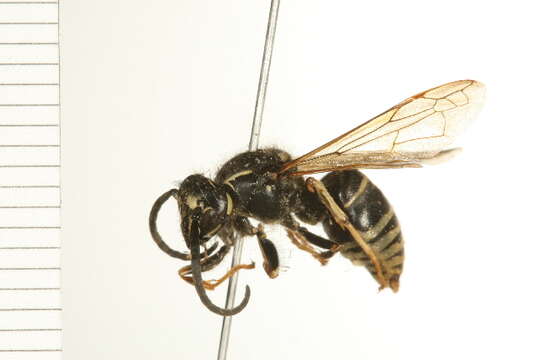 Image of Dolichovespula adulterina (Buysson 1905)