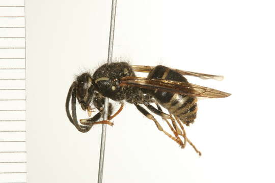 Image of Dolichovespula adulterina (Buysson 1905)