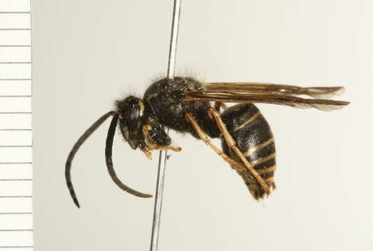 Image of Dolichovespula adulterina (Buysson 1905)