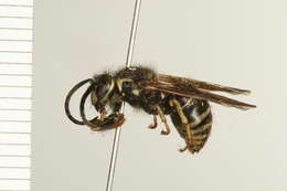 Image of Dolichovespula adulterina (Buysson 1905)