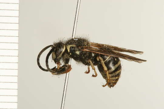 Image of Dolichovespula adulterina (Buysson 1905)