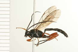 Image of Cratichneumon viator (Scopoli 1763)