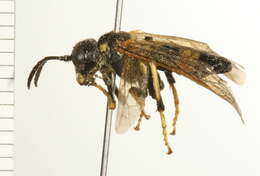 Image of <i>Tenthredo maxima</i>