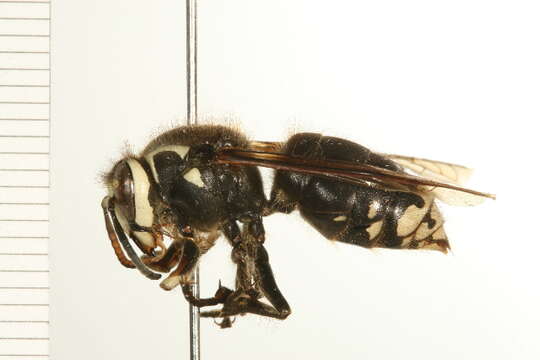 Image of Bald-faced Hornet