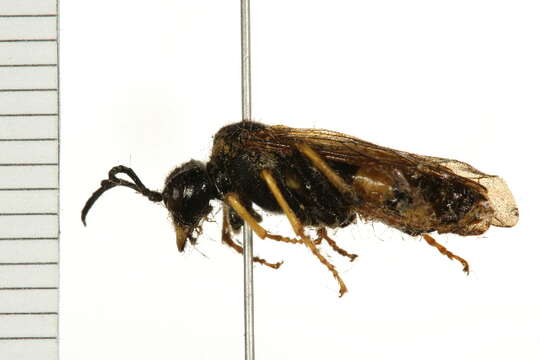 Image of <i>Tenthredo maxima</i>