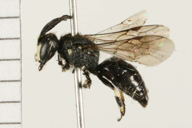 Imagem de Hylaeus annulatus (Linnaeus 1758)