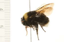 Слика од Bombus occidentalis Greene 1858