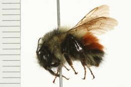 Image of Black Tail Bumble Bee