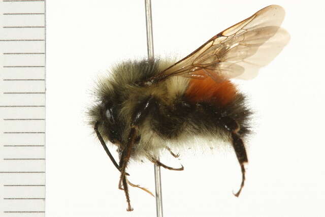 Image of Black Tail Bumble Bee