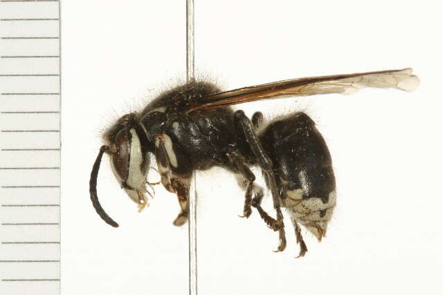 Image of Bald-faced Hornet