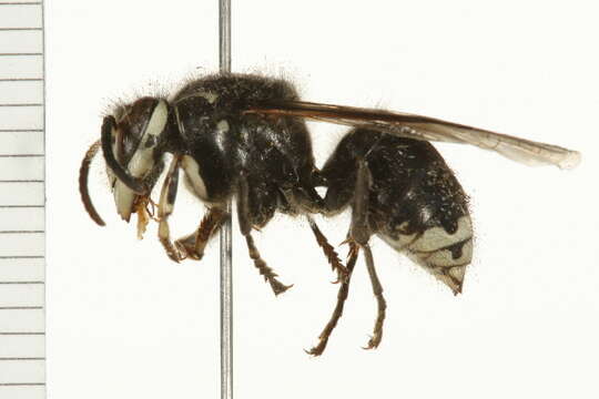 Image of Bald-faced Hornet