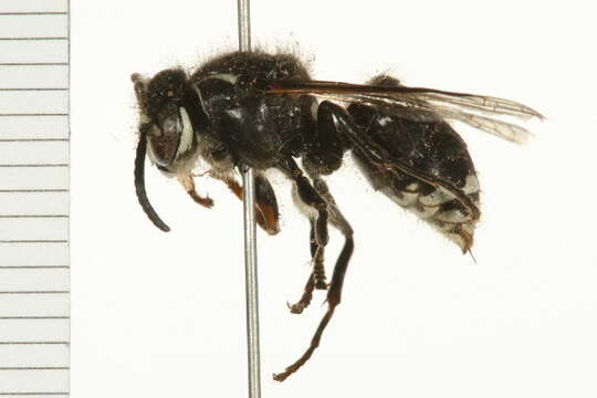 Image of Bald-faced Hornet