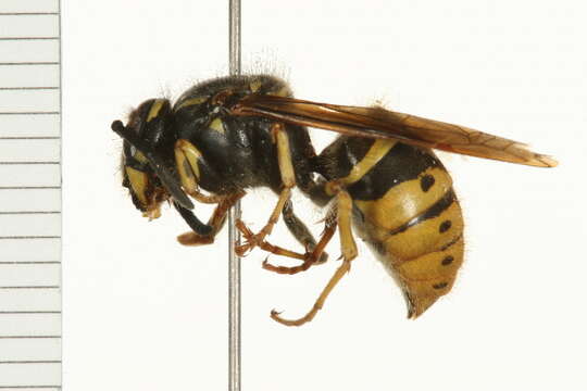 Image de Vespula alascensis Packard 1870