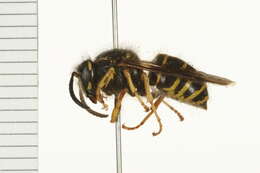 Image of Northern Aerial Yellowjacket