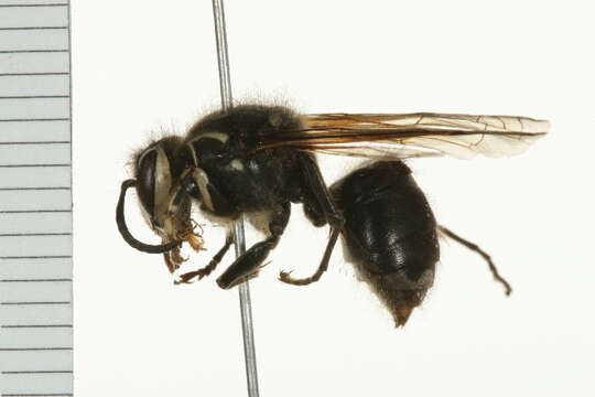 Image of Bald-faced Hornet