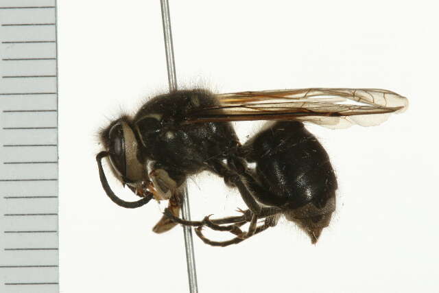 Image of Bald-faced Hornet