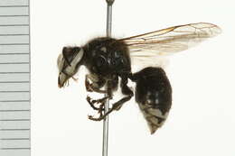 Image of Bald-faced Hornet