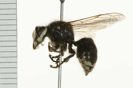 Image of Bald-faced Hornet