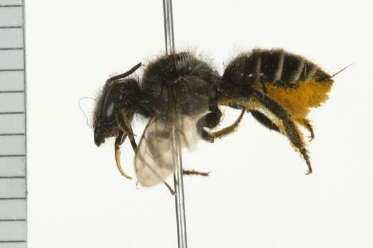 Image of Leafcutter bee