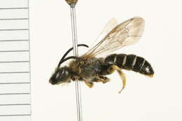 Image of Orange-legged furrow bee