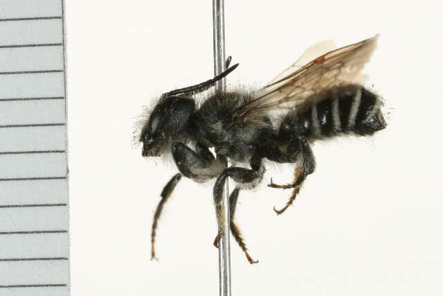 Image of Leafcutter bee