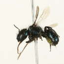Image of Osmia tristella Cockerell 1897