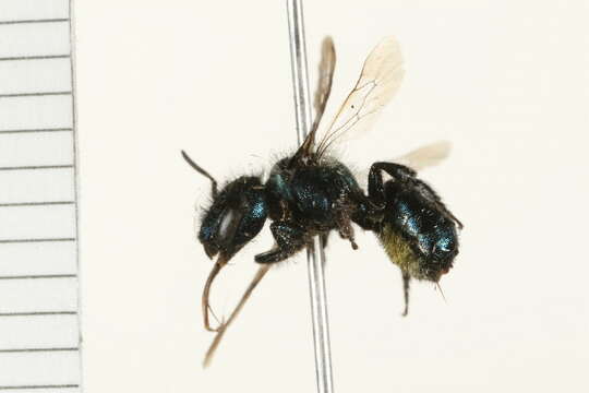 Image of Osmia tristella Cockerell 1897