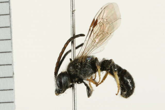 Image de Lasioglossum comagenense (Knerer & Atwood 1964)