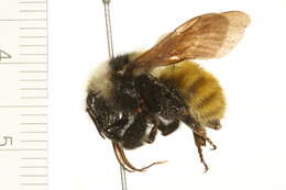 Image of White Shouldered Bumble Bee