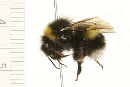 Image of Cryptic Bumble Bee