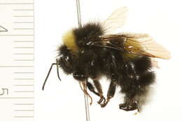 Image of Cryptic Bumble Bee