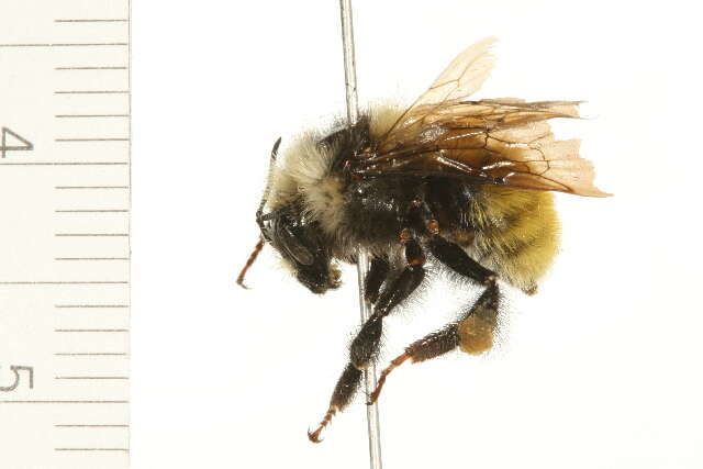 Image of White Shouldered Bumble Bee