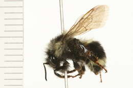 Image of Two Form Bumble Bee