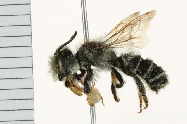 Image of <i>Megachile pugnata pomonae</i>