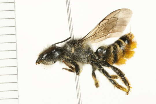 Image of Leafcutter bee