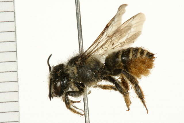 Image of Leafcutter bee